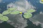 Lilypads 1